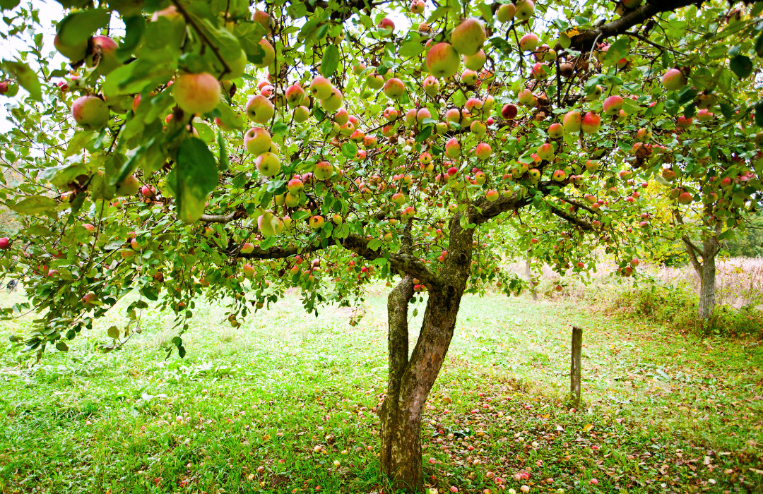 What is easiest fruit tree to grow?